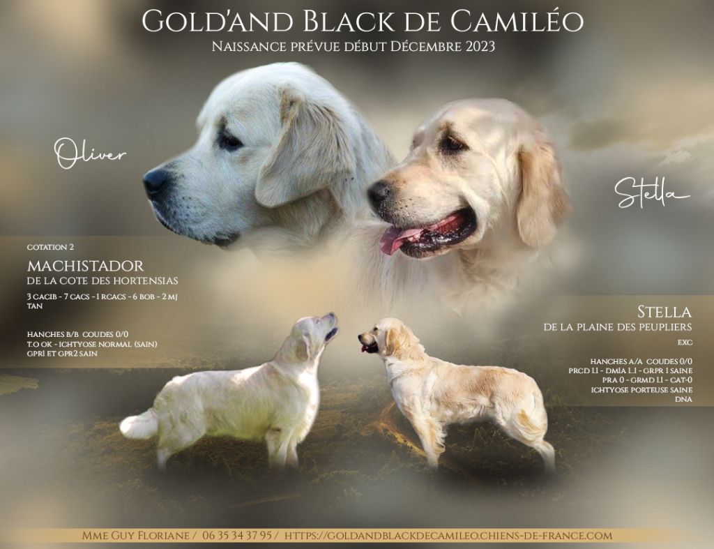 Gold'and Black de Camileo - Naissance Prévue début Décembre 2023 pour Stella et Machistador