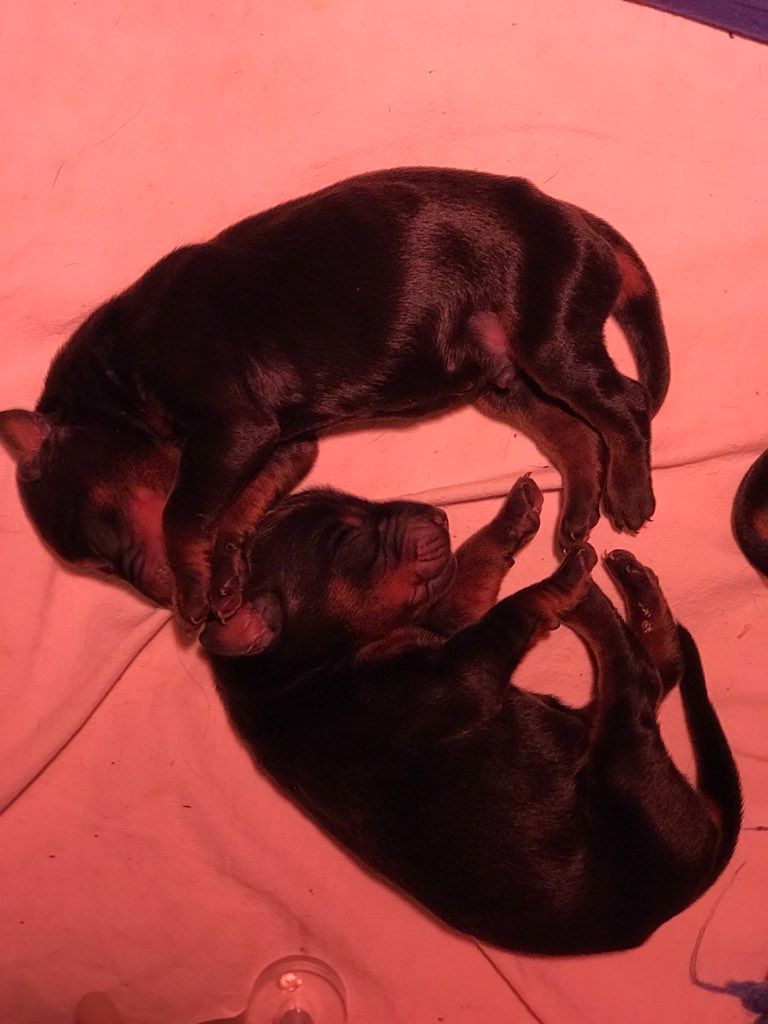 chiot Dobermann Gold'and Black de Camileo