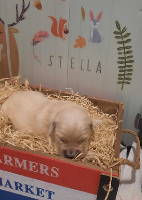 Stella