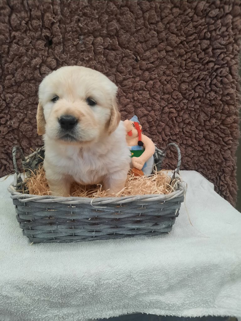 Gold'and Black de Camileo - Chiot disponible  - Golden Retriever