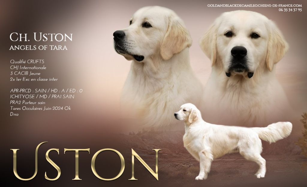 CH. Uston Angels of Tara