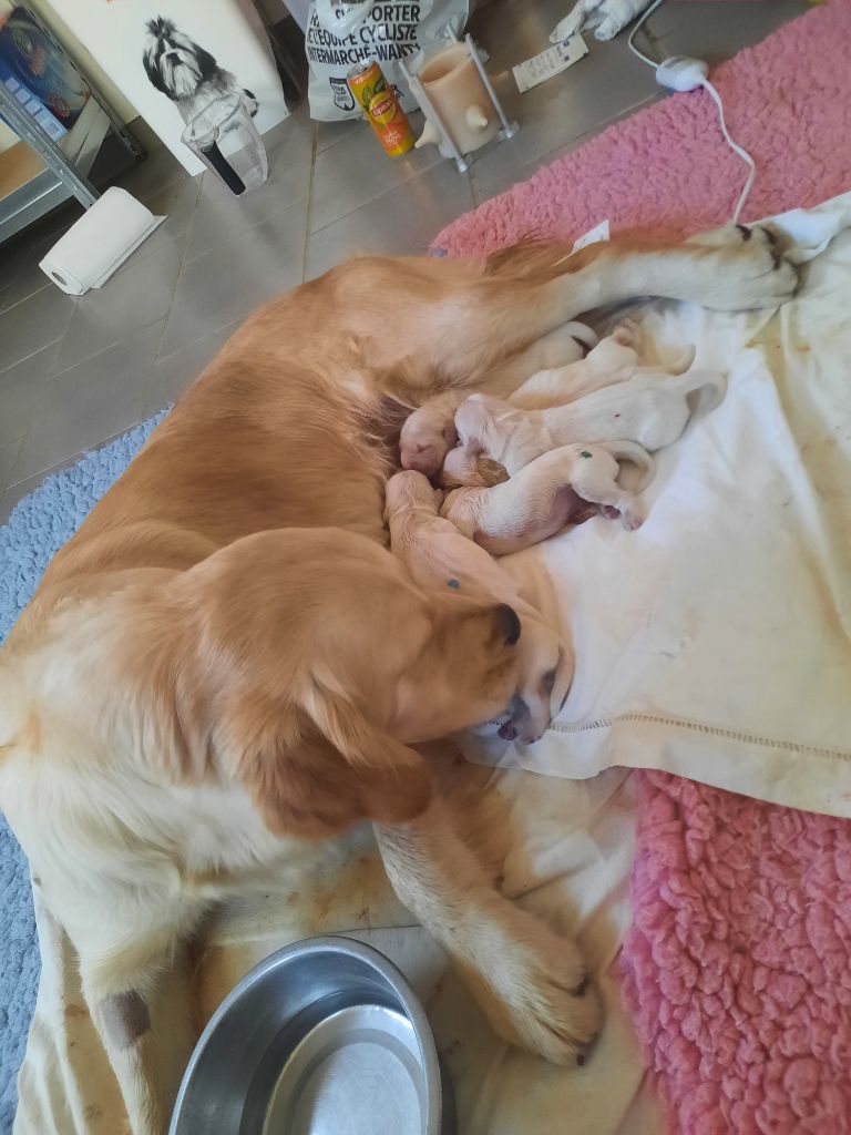 Utah Gold'and Black de Camileo