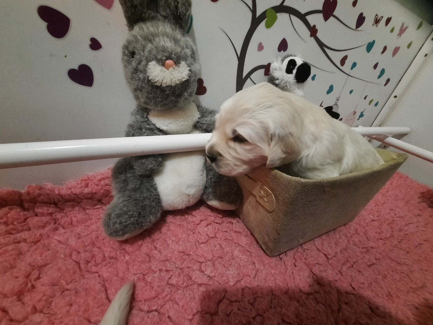 Gold'and Black de Camileo - Chiots disponibles - Golden Retriever