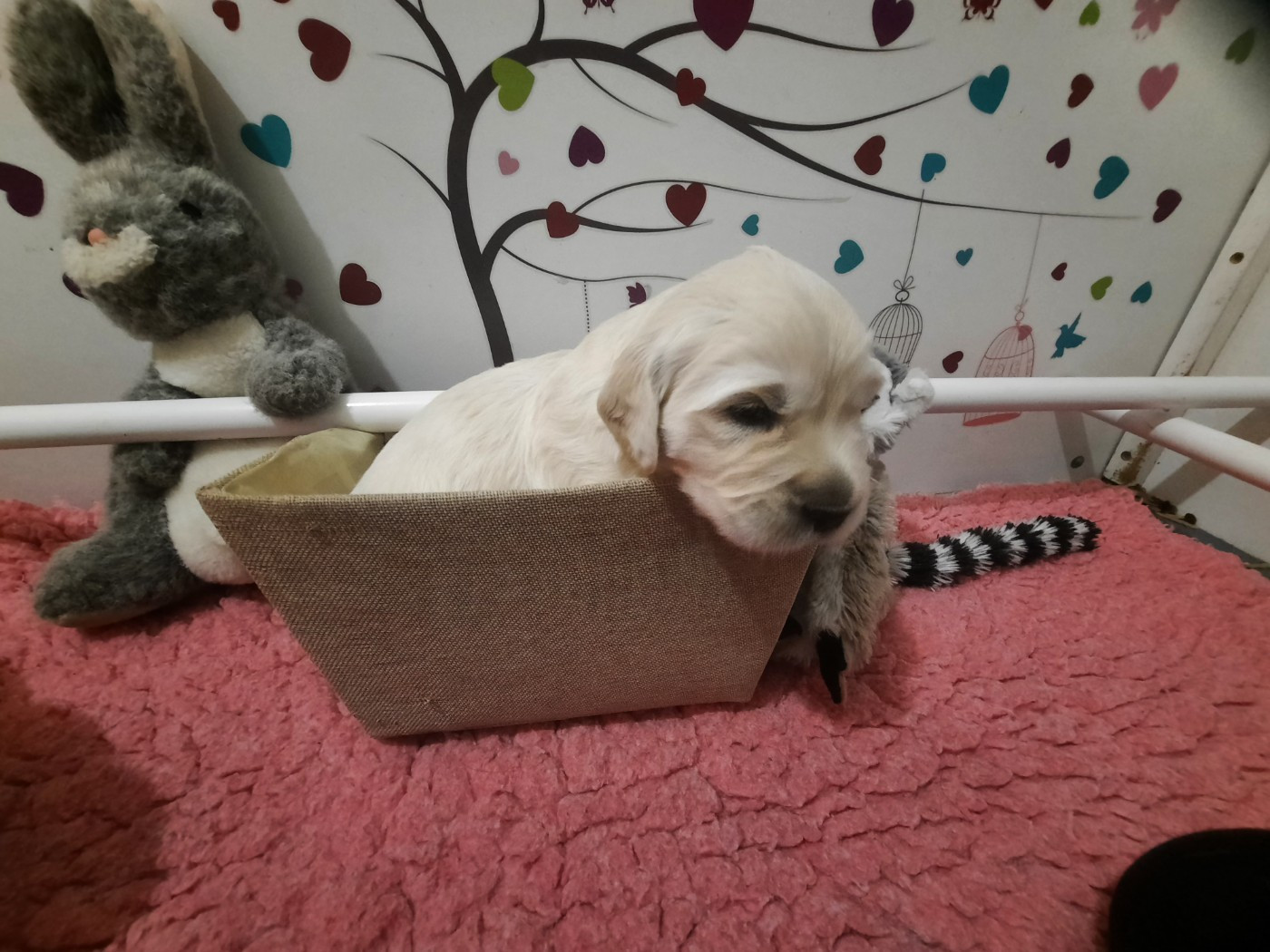 Gold'and Black de Camileo - Chiots disponibles - Golden Retriever