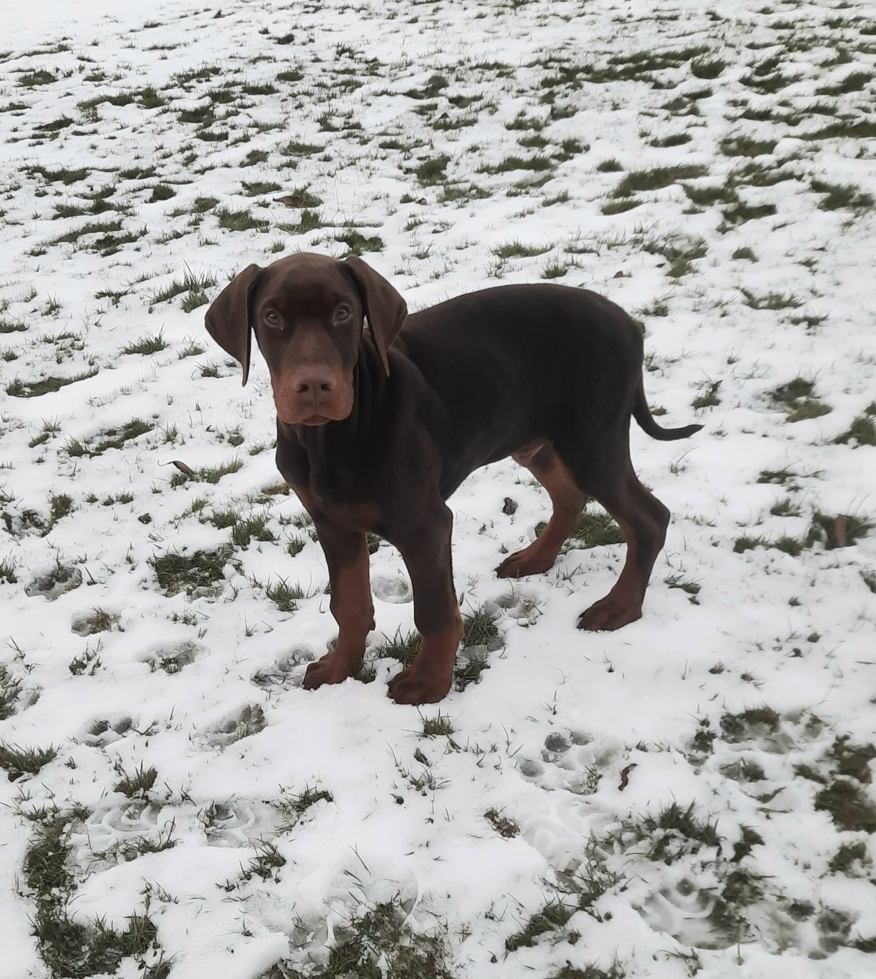 Gold'and Black de Camileo - Chiots disponibles - Dobermann