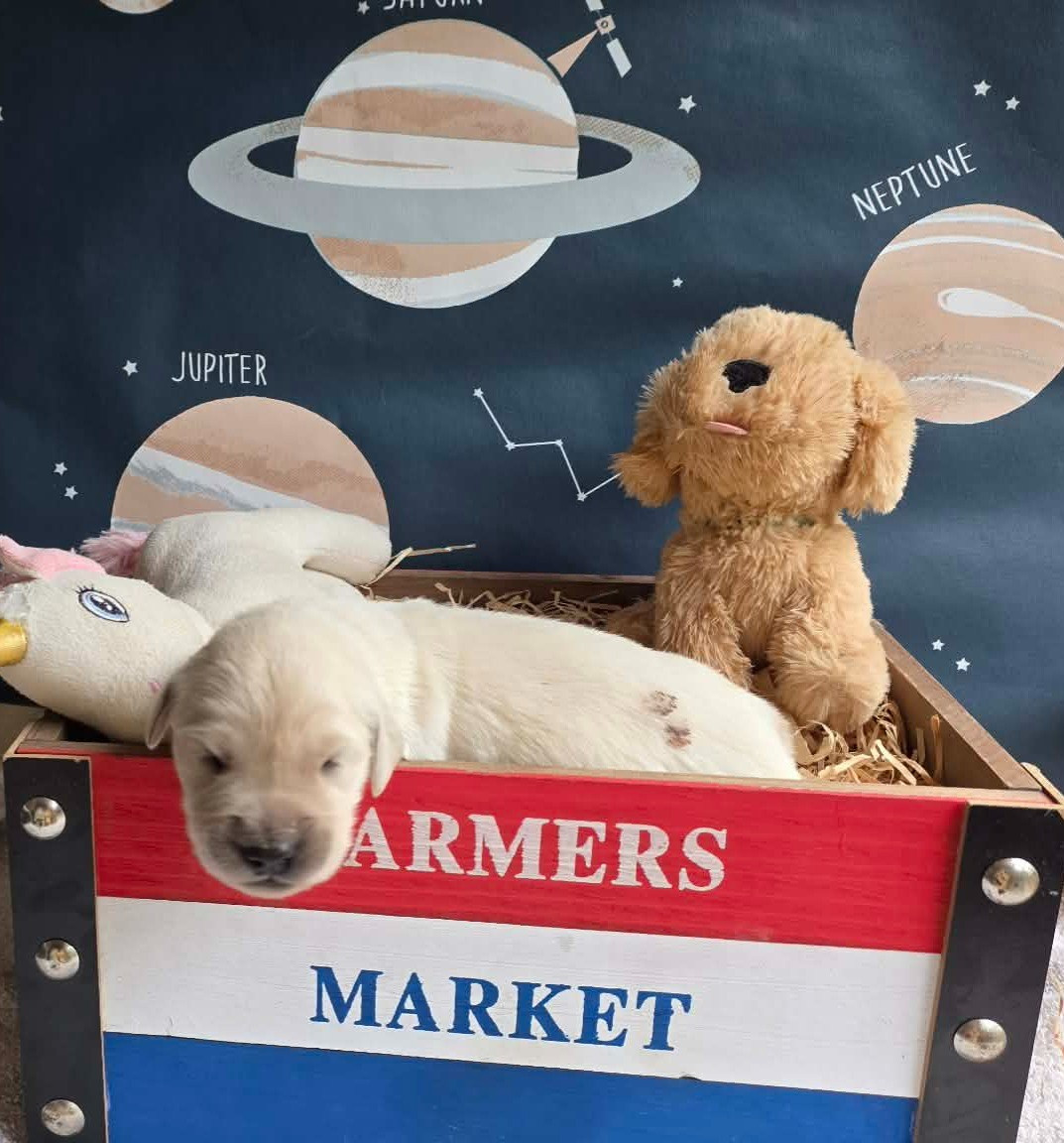 Gold'and Black de Camileo - Chiots disponibles - Golden Retriever