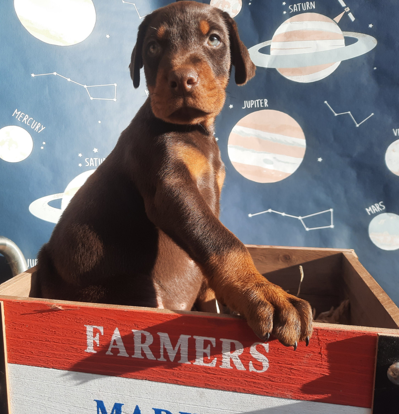 Gold'and Black de Camileo - Chiots disponibles - Dobermann