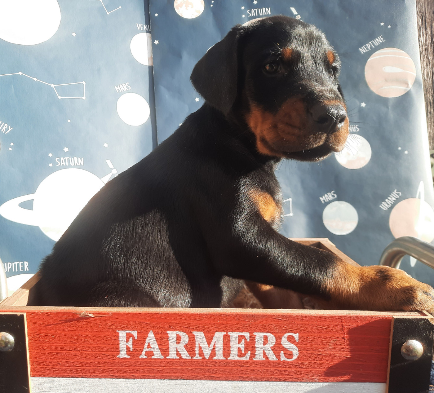 Gold'and Black de Camileo - Chiots disponibles - Dobermann
