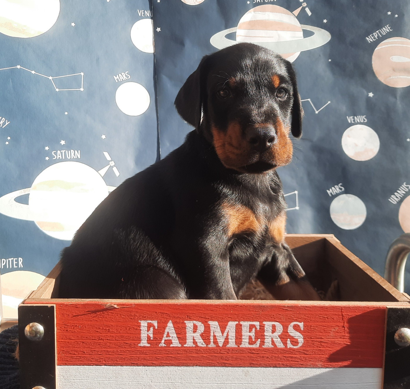 Gold'and Black de Camileo - Chiots disponibles - Dobermann