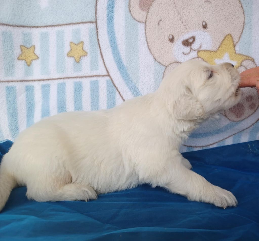Gold'and Black de Camileo - Chiots disponibles - Golden Retriever