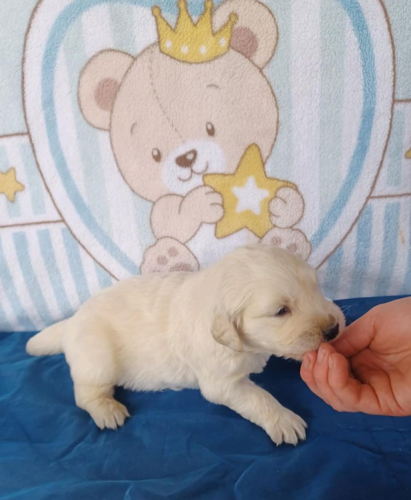 Gold'and Black de Camileo - Chiots disponibles - Golden Retriever