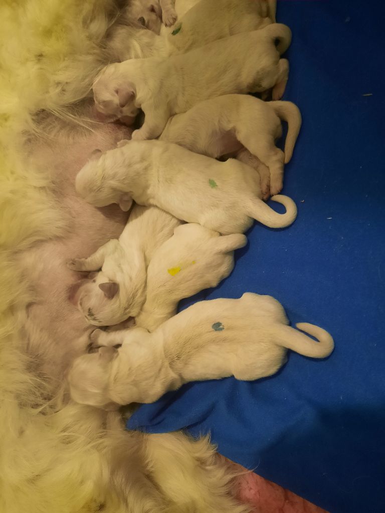 Gold'and Black de Camileo - Chiots disponibles - Golden Retriever