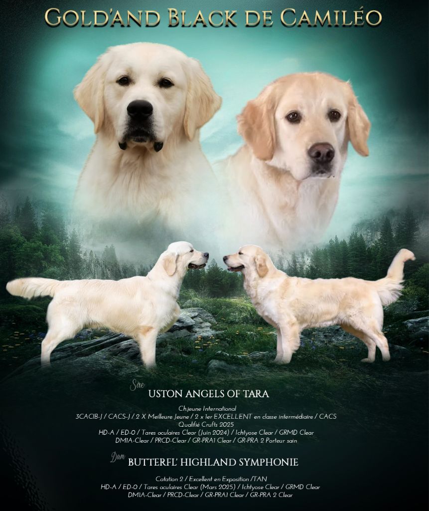 Gold'and Black de Camileo - Chiots disponibles - Golden Retriever