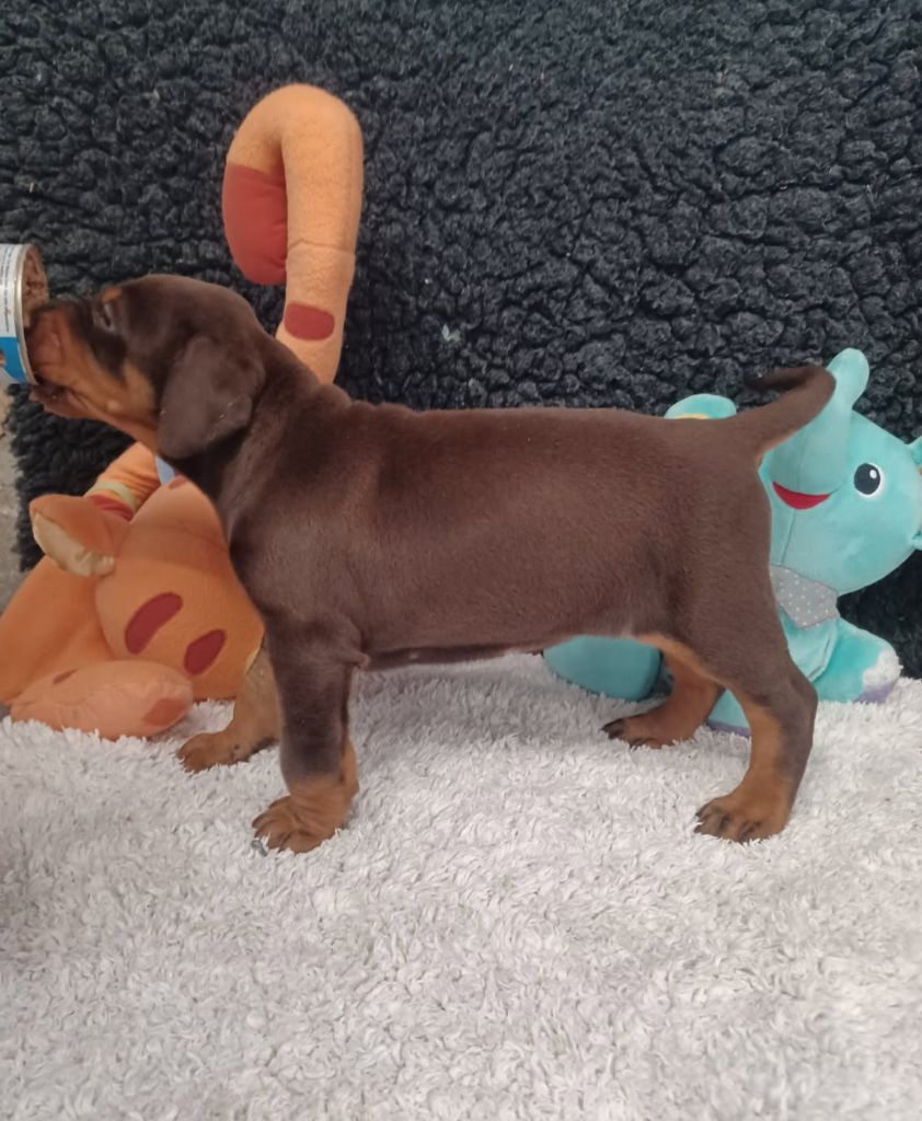 Gold'and Black de Camileo - Chiots disponibles - Dobermann