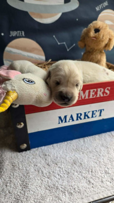 CHIOT 2