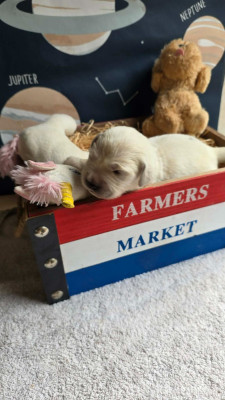 CHIOT 7