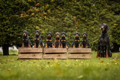 Mâle noir et feu