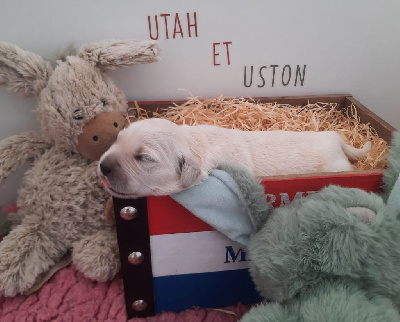 CHIOT