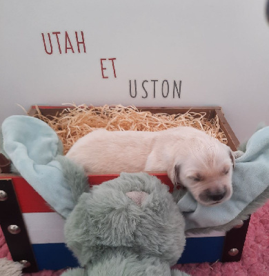 CHIOT