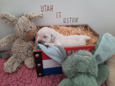 CHIOT