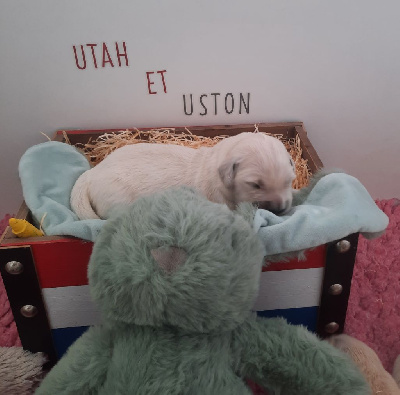 CHIOT