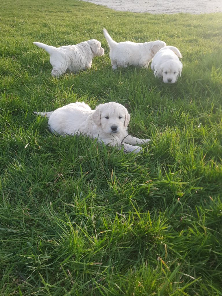 Gold'and Black de Camileo - Chiots disponibles - Golden Retriever